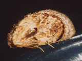 Paracroria griseocincta